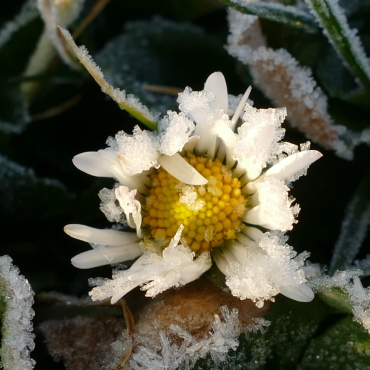 Mini-Eiszeit - Eiskristalle an Blume. Leserfopto: Ursi Marthy / 19/2023