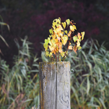 Die Natur ist kreativ - Foto: Hansjürg Oesch / 84 / 2024