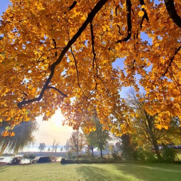 Goldrausch -  Leserfoto: Andrea Hanhart /  28 / 2025