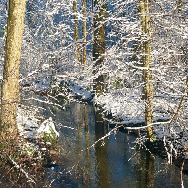 Winter-Märchen-Wald im Spitz - Leserfoto: Ruedi Dubs / 18 / 2024