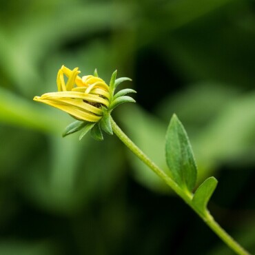 Knospe eines gelben Sonnenhutes - Leserfoto: Dani Rüede / 92 / 2024