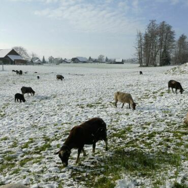 Grasende Schafe im ersten Schnee - Leserfoto: Ursi Marthy / 106/ 2022