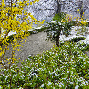 Wenn der Winter den Frühling einholt - Wenn der Winter den Frühling einholt. Leserfoto: Hansjürg Oesch / 32/2022