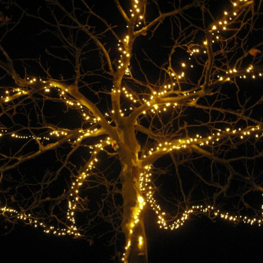 Blick in den Nachthimmel - Baum im Garten des Hauses Holzenstein. Leserfoto: Monika Baumann