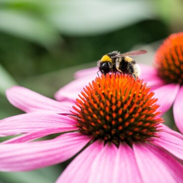 Hummel auf einer Echinacea-Blüte - Leserfoto: Dani Rüede / 91 / 2024