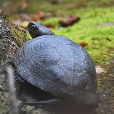 Europäische Sumpfschildkröte, scheue Mitbewohnerin im Oberthurgau - Leserfoto: Peter Stähli / 66 / 2024