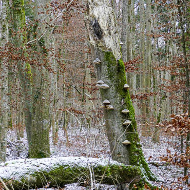Ein Hauch Schnee im Wald - Leserfoto Ursi Marthy