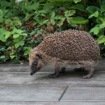 Igel zu Besuch auf dem Sitzplatz - Leserfoto: Dani Rüede / 64 / 2024