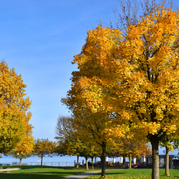 Goldrausch - Foto: Hansjürg Oesch  / 27 / 2025