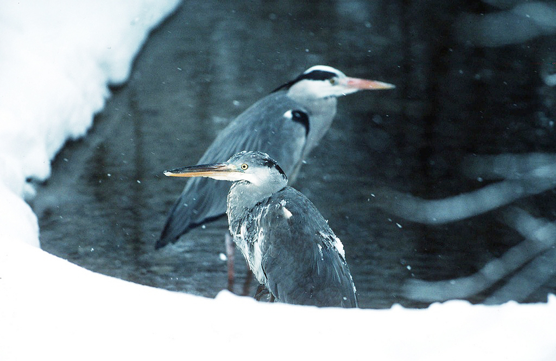 Wasservogel-Exkursion 2026 - Das Bild wird blockiert. – Möglicherweise durch einen aktiven Adblocker.