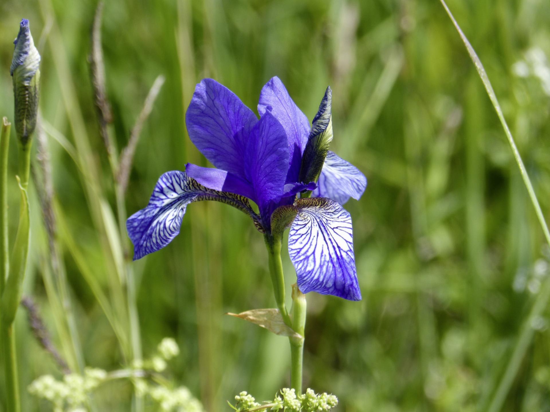 Exkursion ins Eriskicher Ried zur Irisblüte…