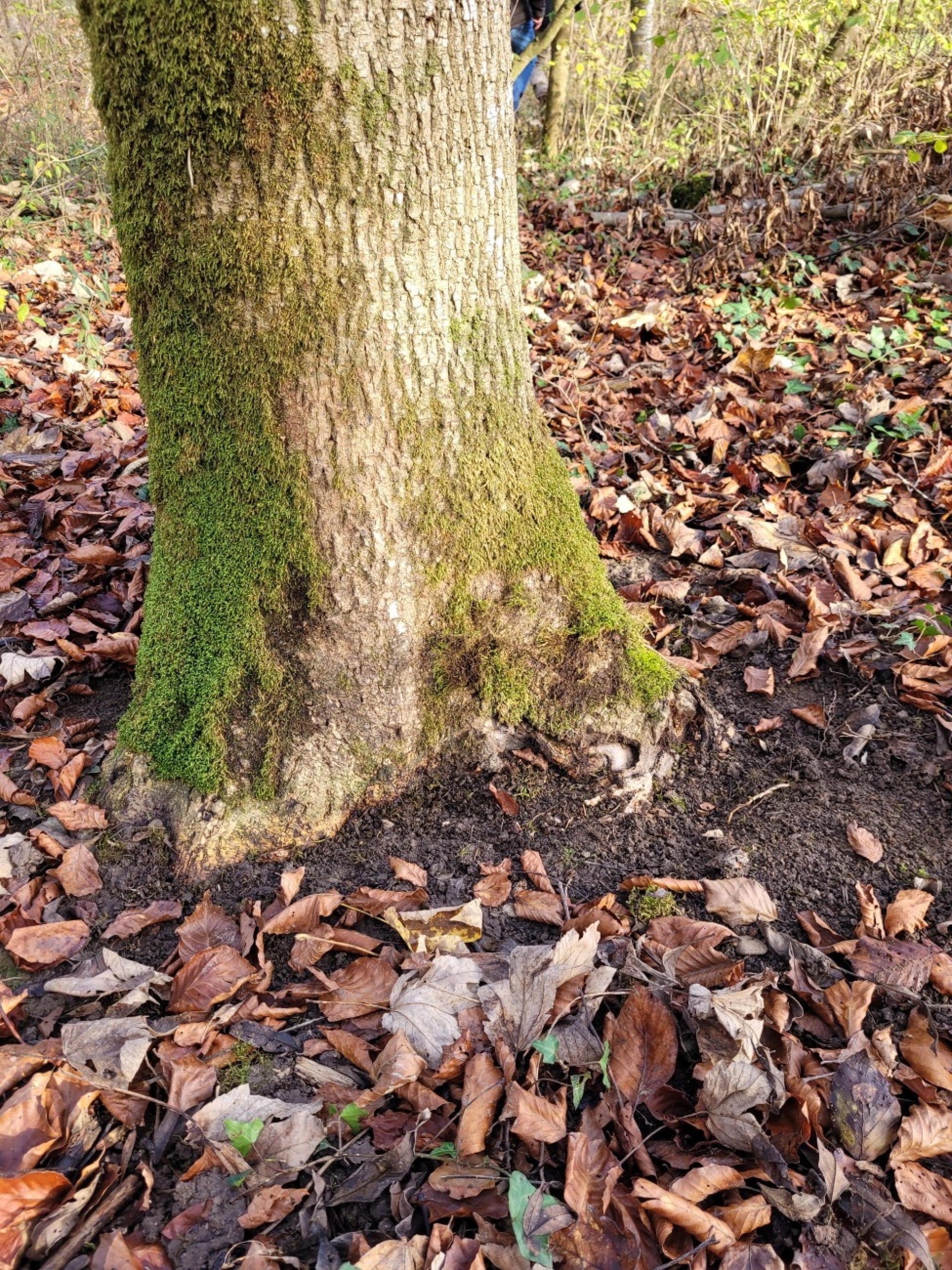 Vorsicht bei der Ernte kranker Eschen