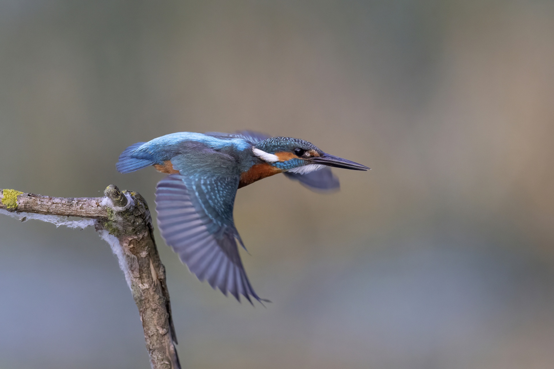 Die Schweiz kürt den Eisvogel zum Vogel des Jahres 2026 - Das Bild wird blockiert. – Möglicherweise durch einen aktiven Adblocker.