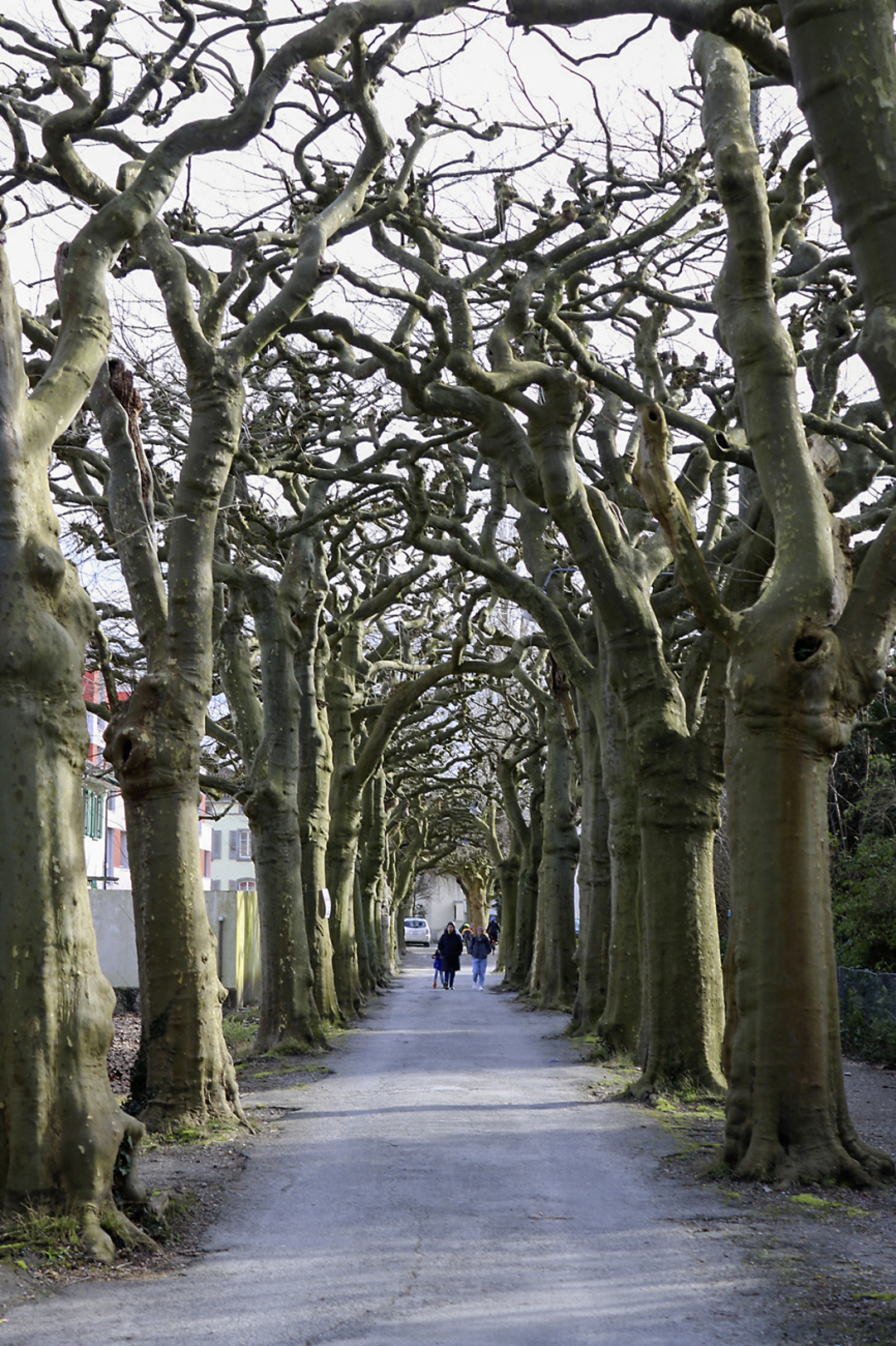 In Romanshorn gibt es einige solitär stehende, identitätsbildende Bäume. Fotos: Markus Bösch