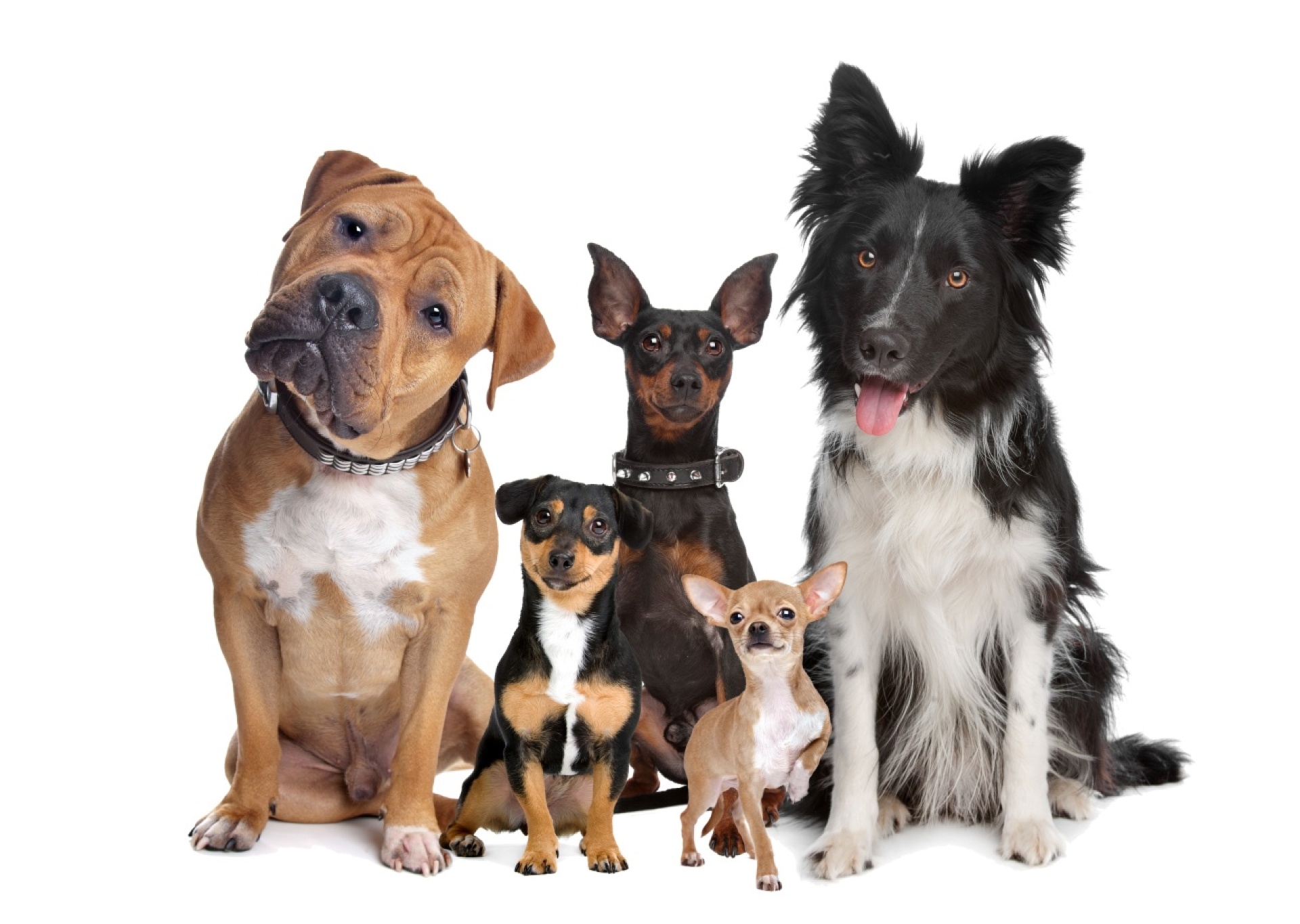 Das Parlament hatte bereits im Dezember 2023 den obligatorischen Besuch von Hundeerziehungskursen für alle  festgelegt. Symbolbild Shutterstock