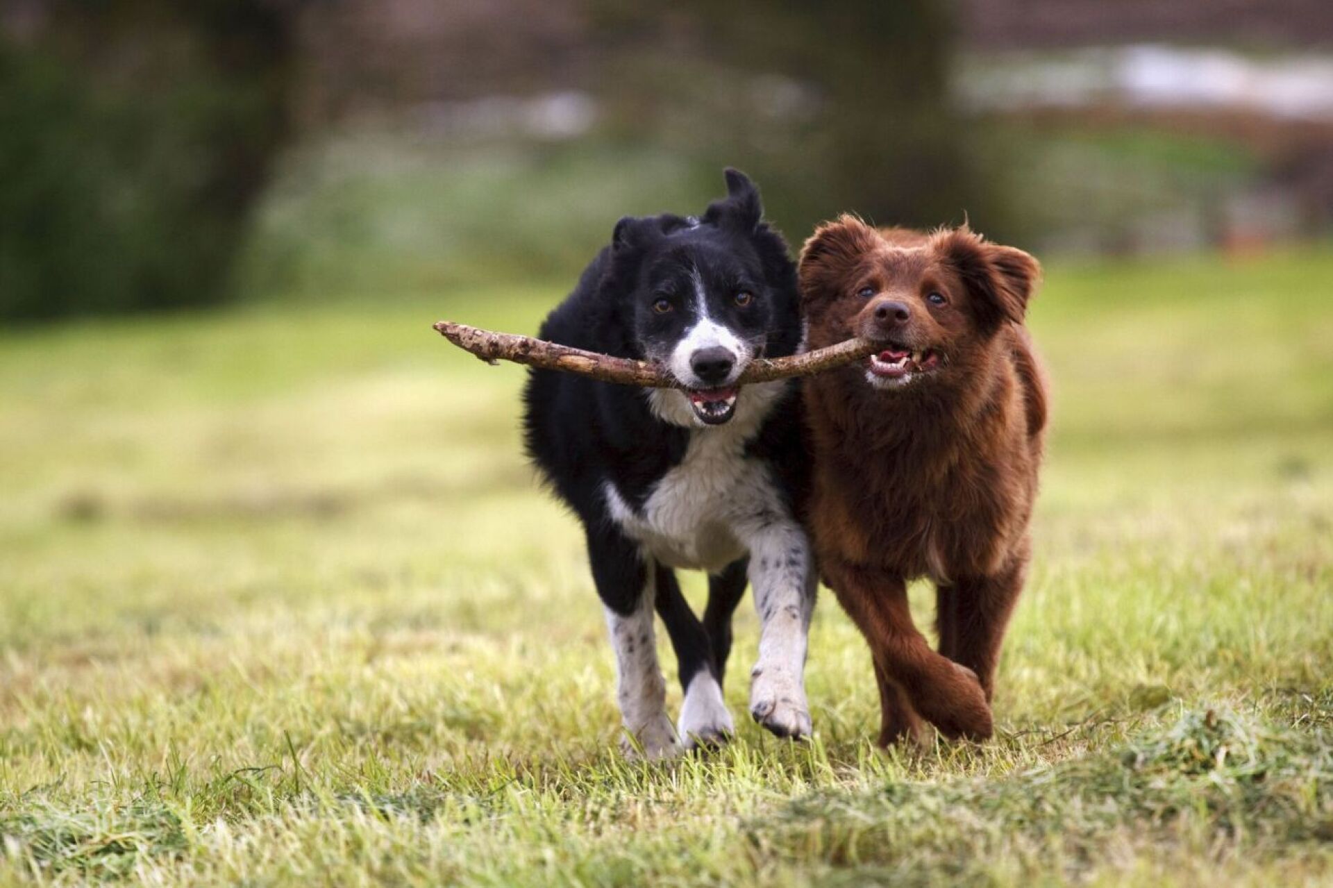 Genehmigt: Änderung Hundeverordnung und Verordnung über das Veterinärwesen
