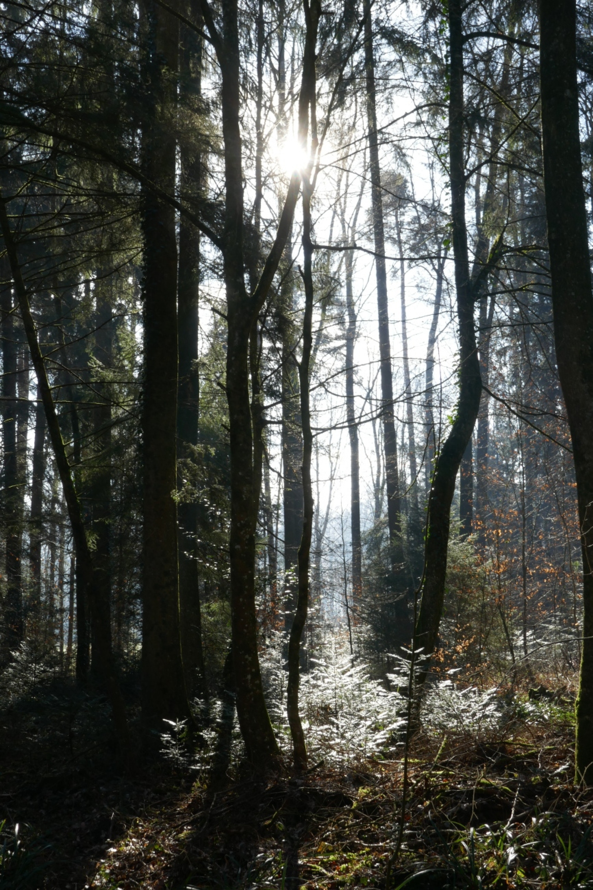 Der Wald im Thurgau wird weiter beobachtet - Das Bild wird blockiert. – Möglicherweise durch einen aktiven Adblocker.