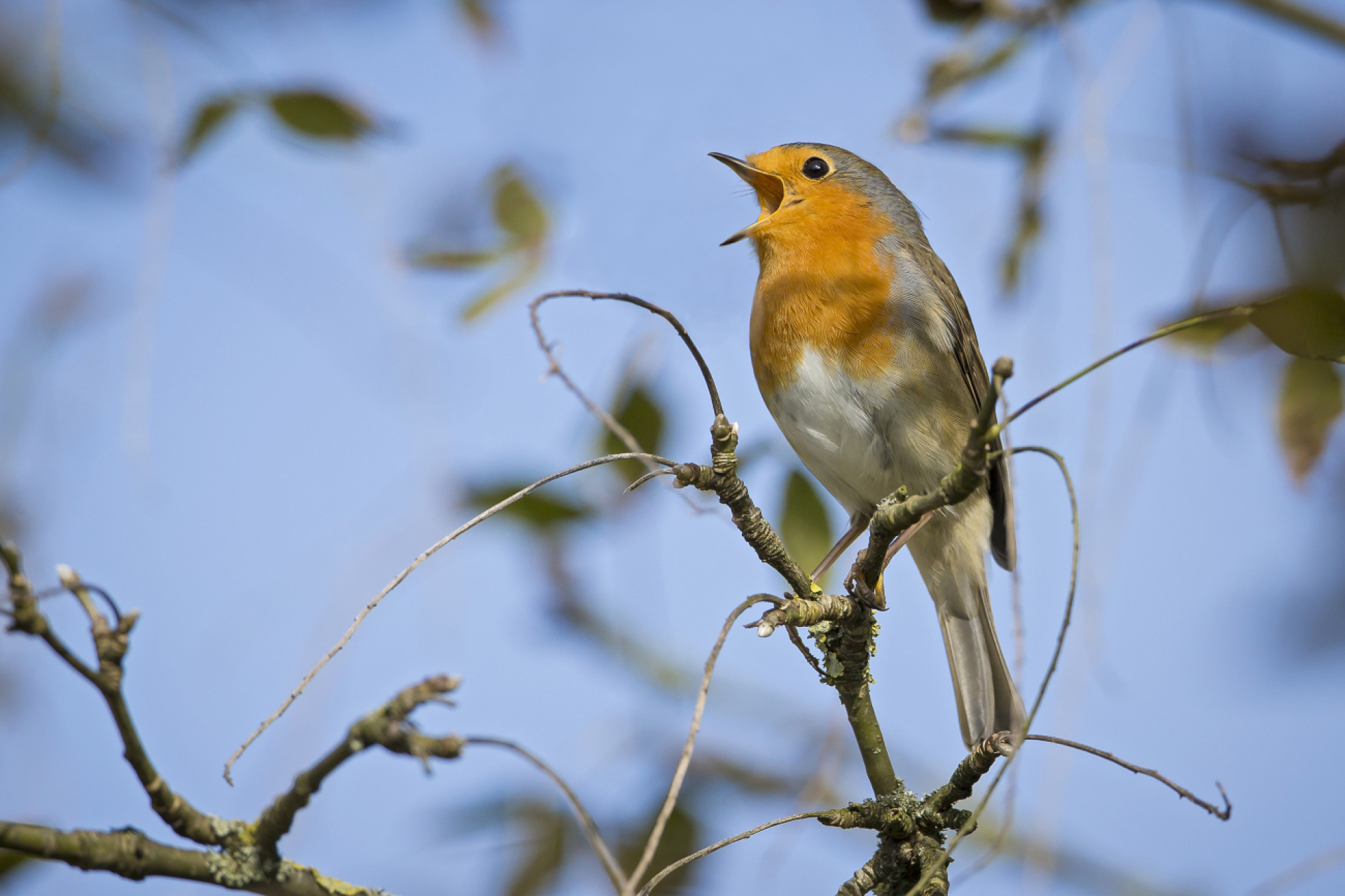 Mit bird-song.ch Vogelstimmen spielerisch lernen