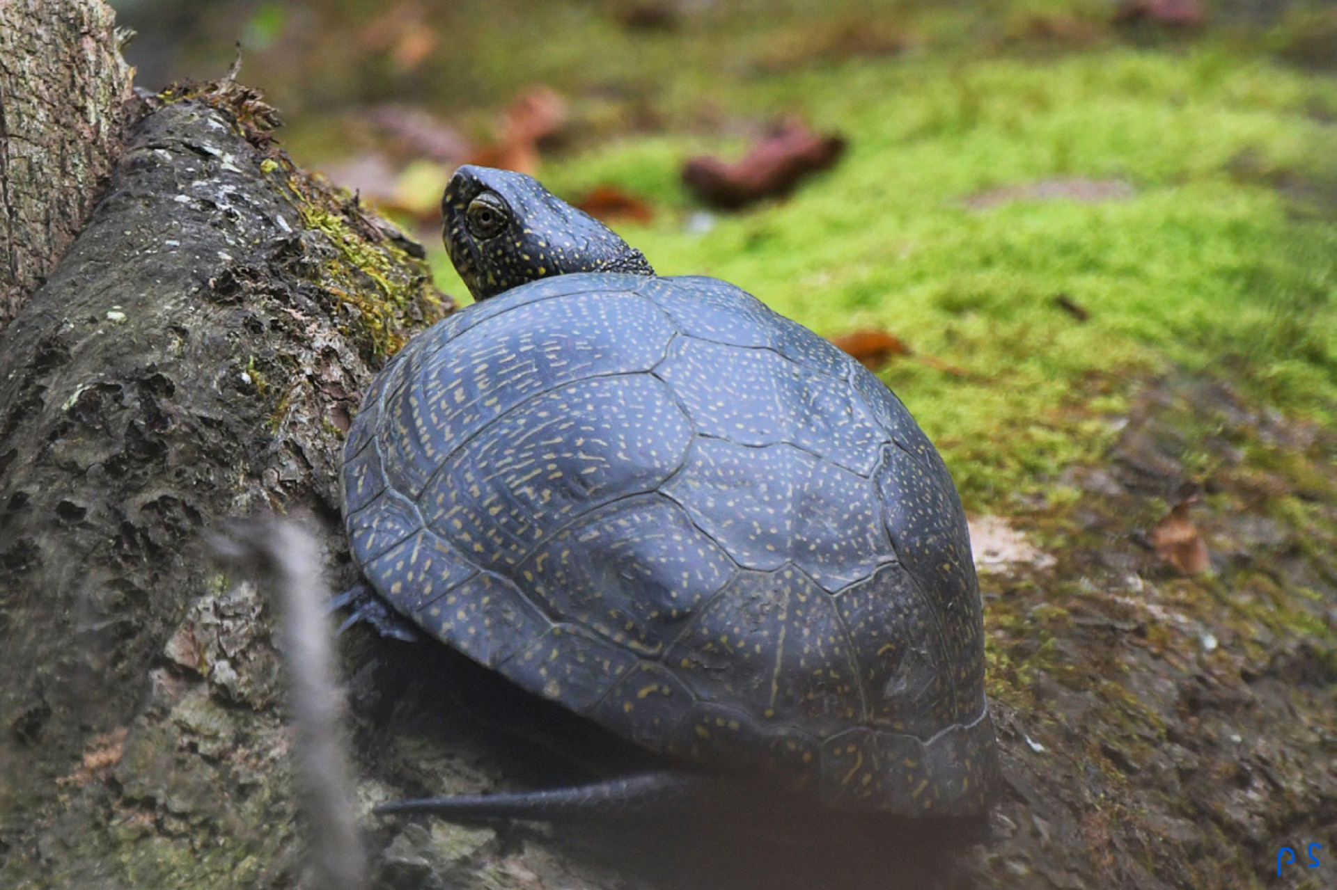 Europäische Sumpfschildkröte, scheue Mitbewohnerin im Oberthurgau