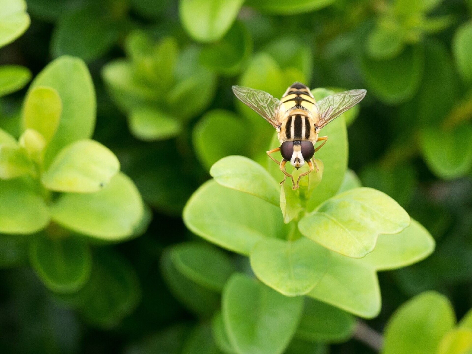 Nahaufnahme einer Sumpfschwebefliege