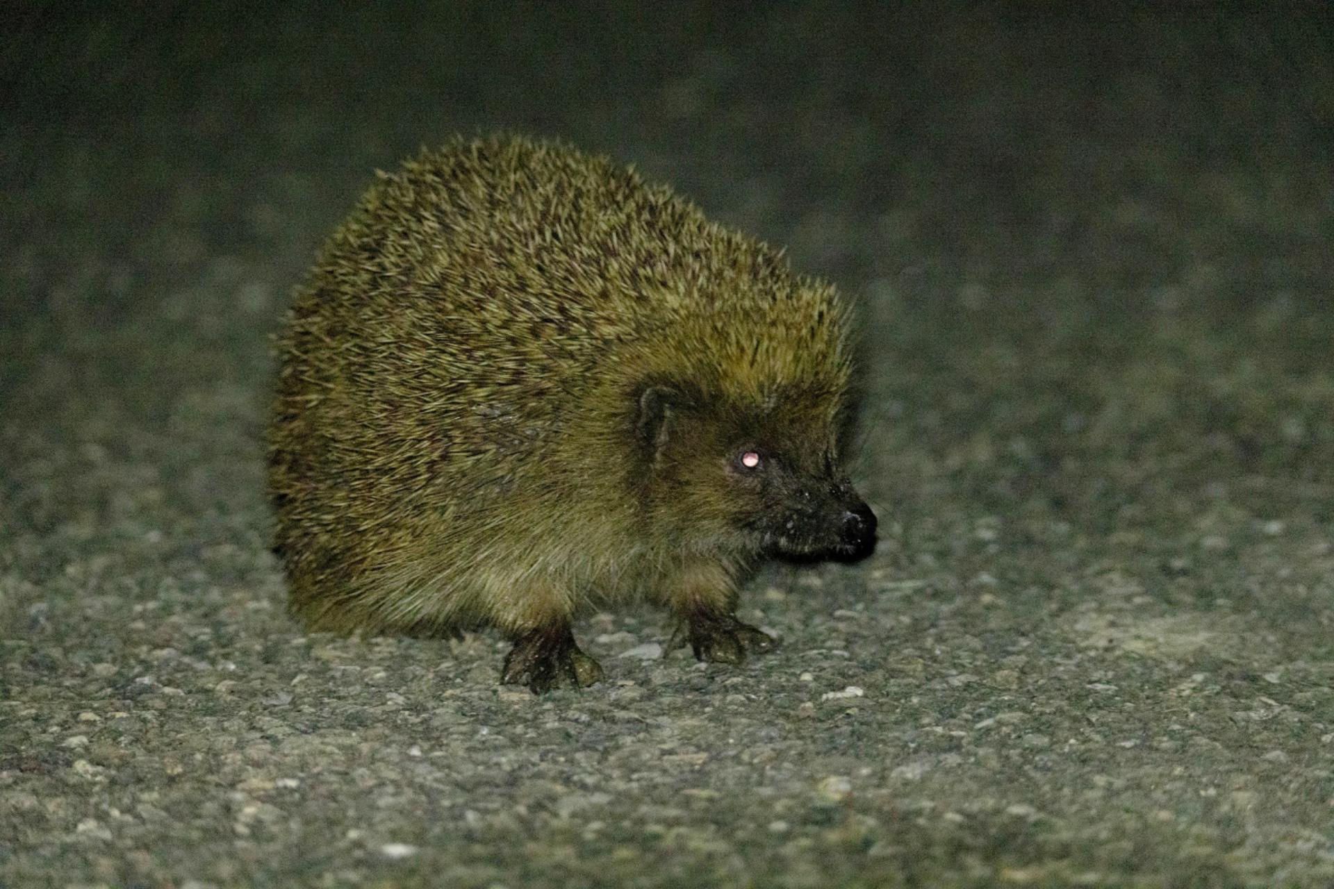 69. ordentliche Generalversammlung des VNSRo - Das Bild wird blockiert. – Möglicherweise durch einen aktiven Adblocker.