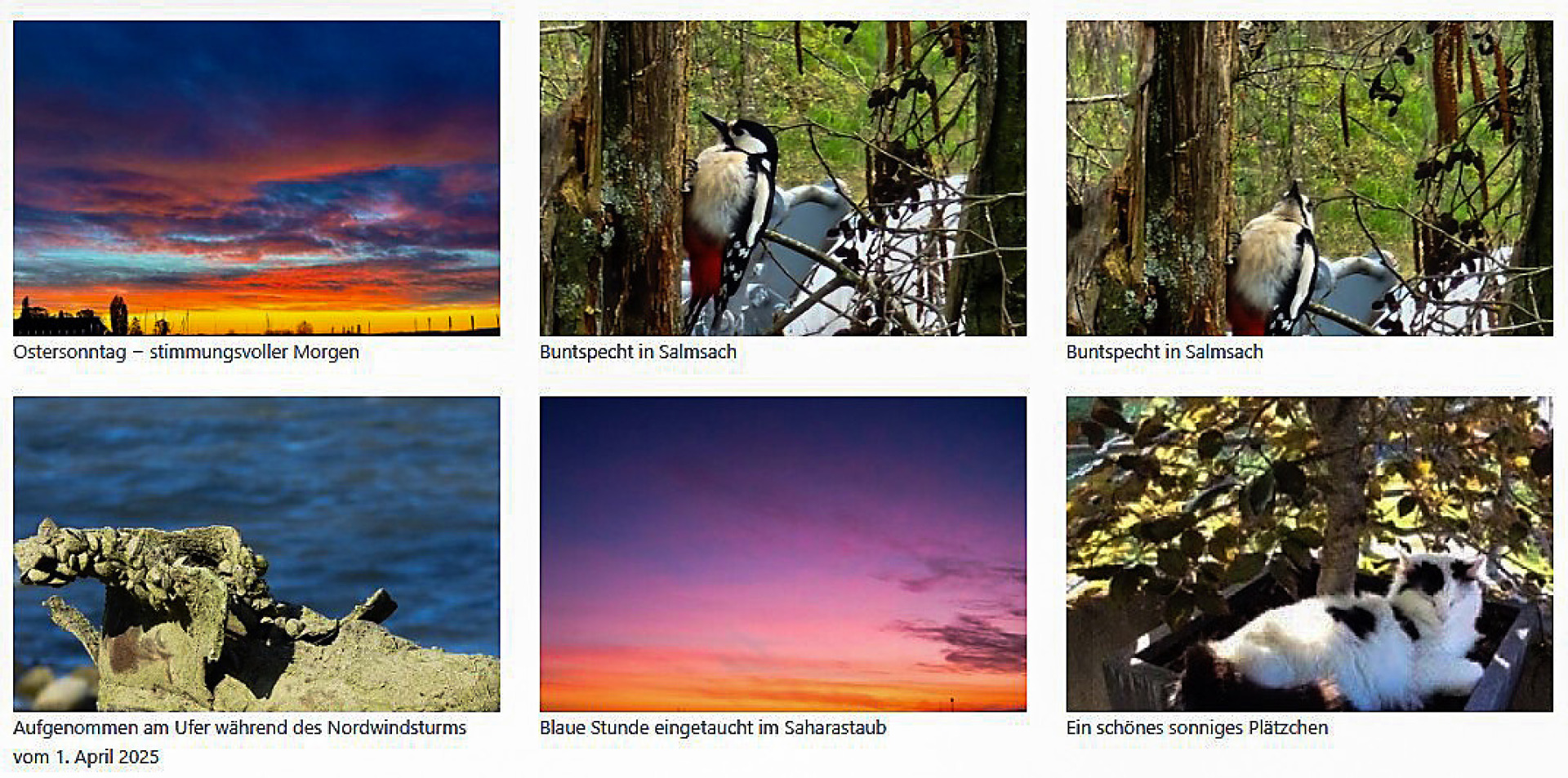 «Seeblick»-Leserschaft kürt das Foto des Jahres 2025 - Das Bild wird blockiert. – Möglicherweise durch einen aktiven Adblocker.