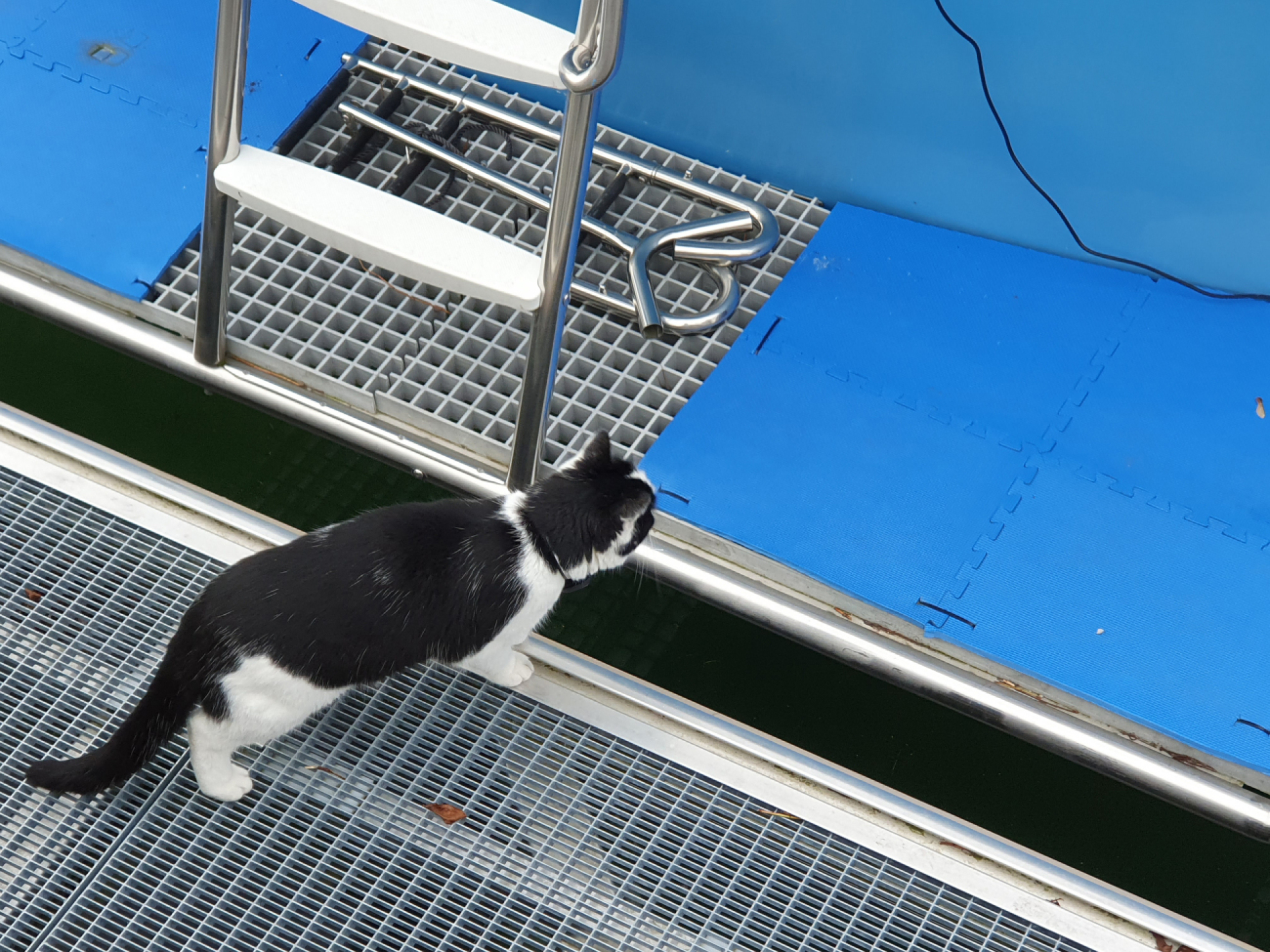 Die Katze am Hafen