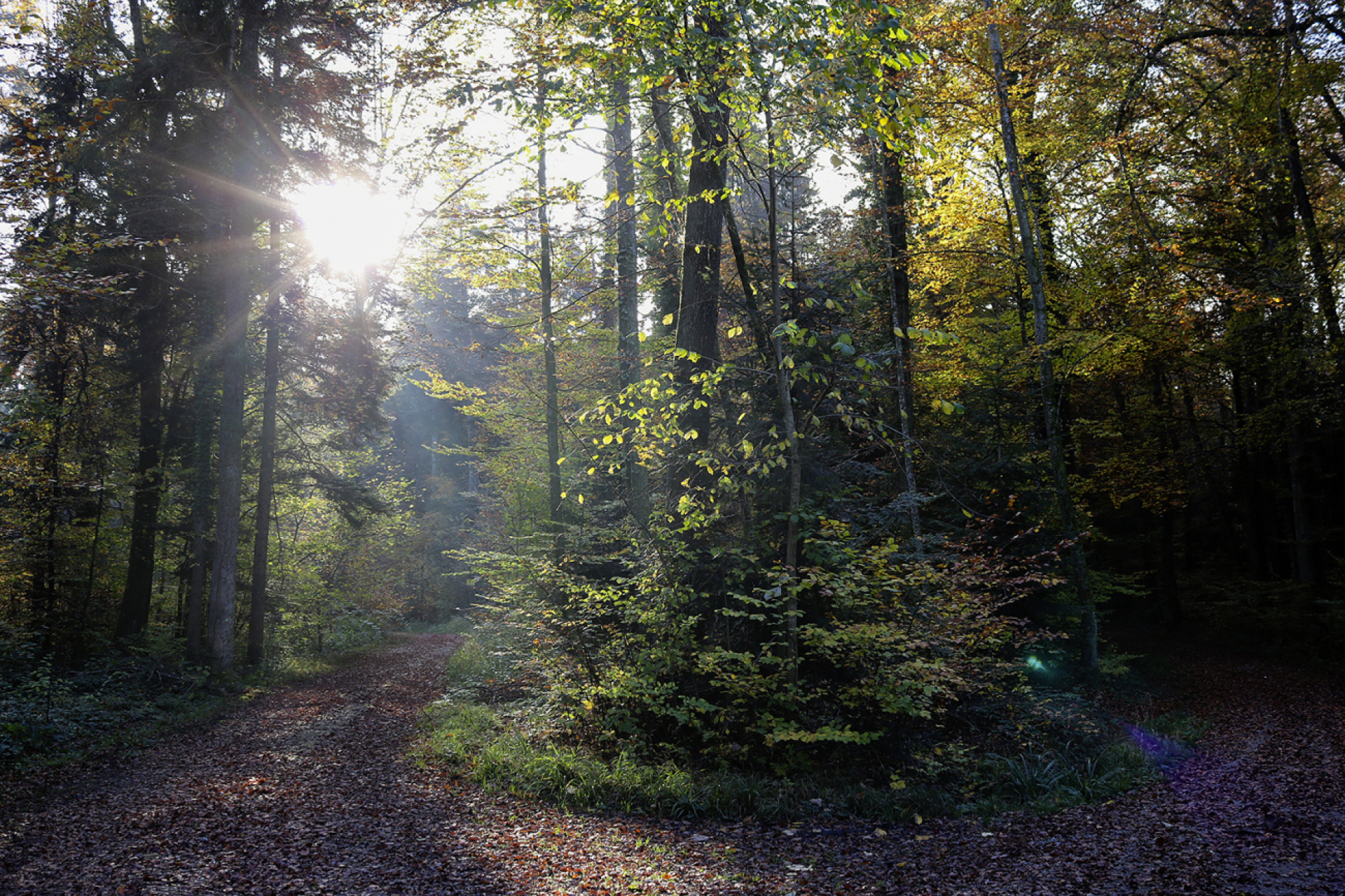 Herbst im Wald