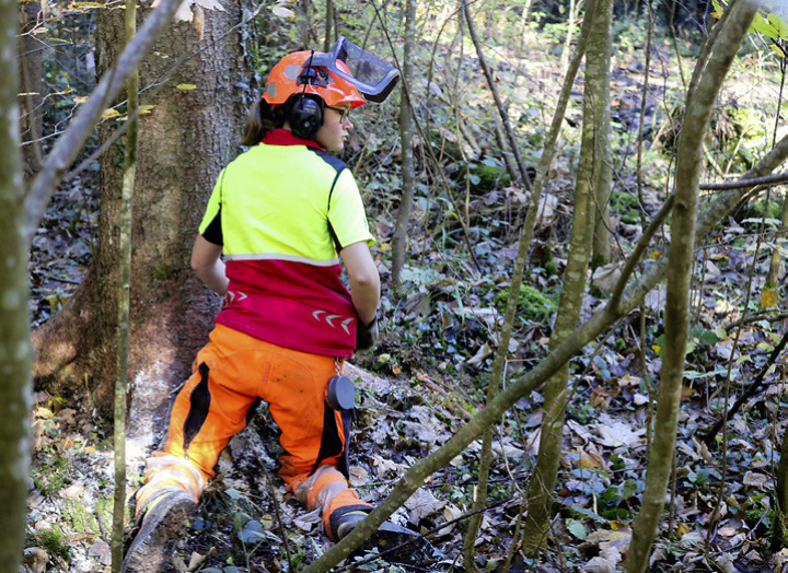 Corinne Schoch ist in ihrem Element: Sie bezeichnet den genauen Ort, schaut sich die Fallrichtung des Baumes an und legt dann zielstrebig los. Fotos: Markus Bösch