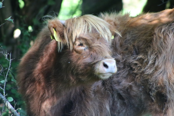 Im Einsatz für die Natur: Menschen und auch Hochlandrinder. Fotos: Markus Bösch / Emil Gsell
