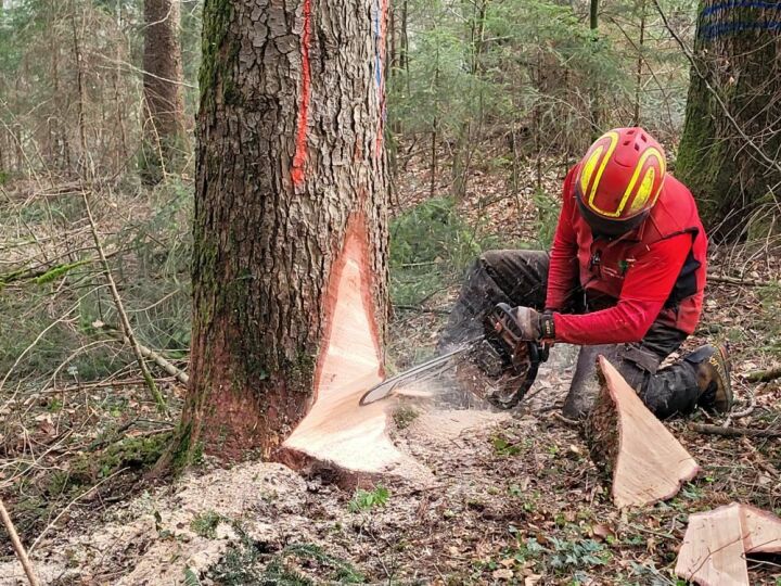 Waldarbeiter beim Fällen eines Baumes. Foto: Sandra Horat, Forstamt