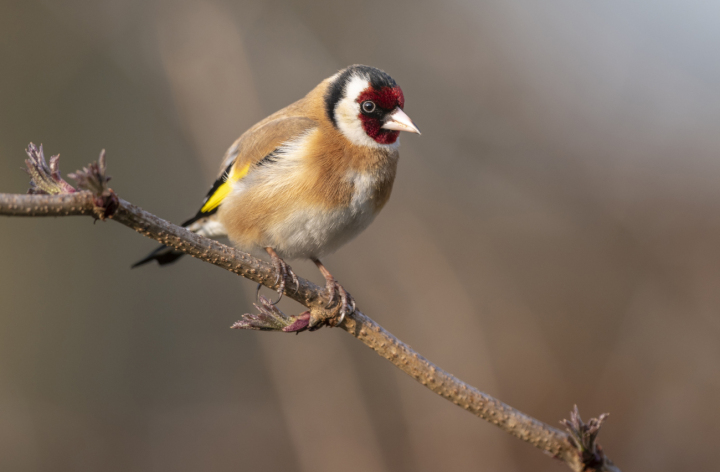 Vielleicht der bunteste Gartenbewohner: der Stieglitz oder Distelfink. Foto: Michael Gerber