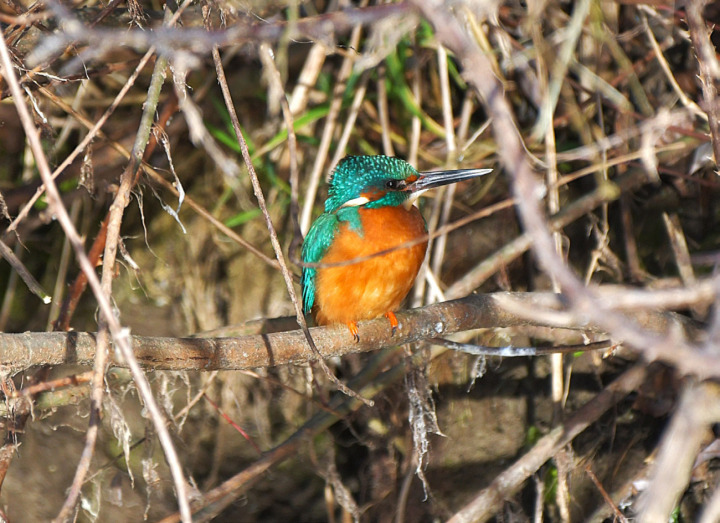 Eisvogel aufgenommen in der Salmsacher Bucht - Leserfoto: Peter Stähli / 02 / 2025