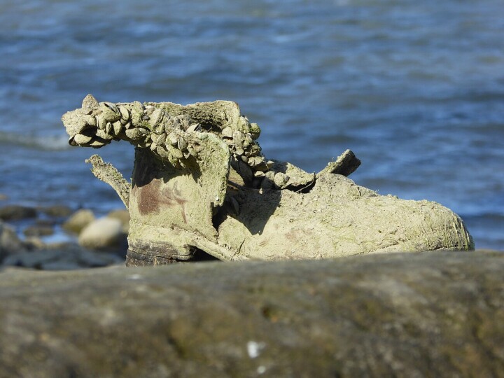 Foto des Jahres 2025: aufgenommen von Peter Stähli am Ufer während des Nordwindsturms am 1. April 2025.