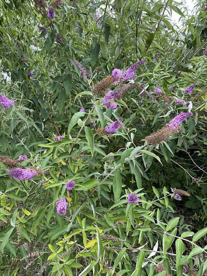 Der Sommerflieder mit seinen auffälligen Blüten ist vielerorts verwildert