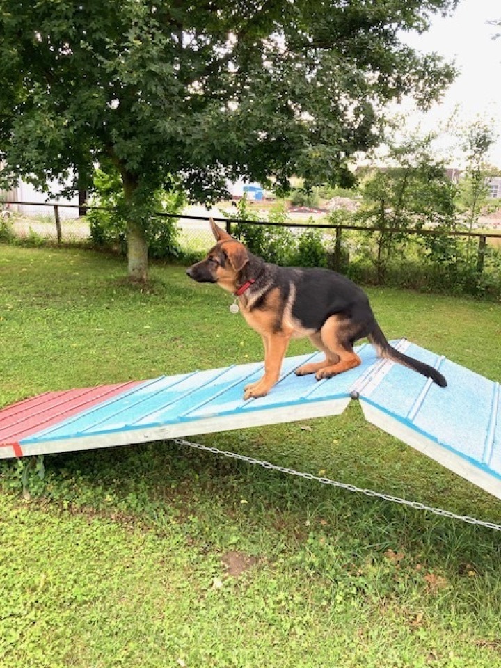 Der Hundeerziehungskurs des Kynologischen Vereins beginnt am Montag, 2. März. Foto: zVg. Kynologischer Verein Romanshorn 