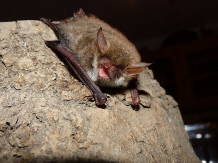 Fransenfledermaus, Foto: Heeb