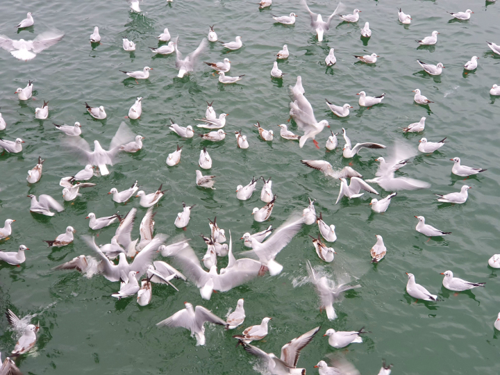 Foto: Hansjürg Oesch Foto: Hansjürg Oesch