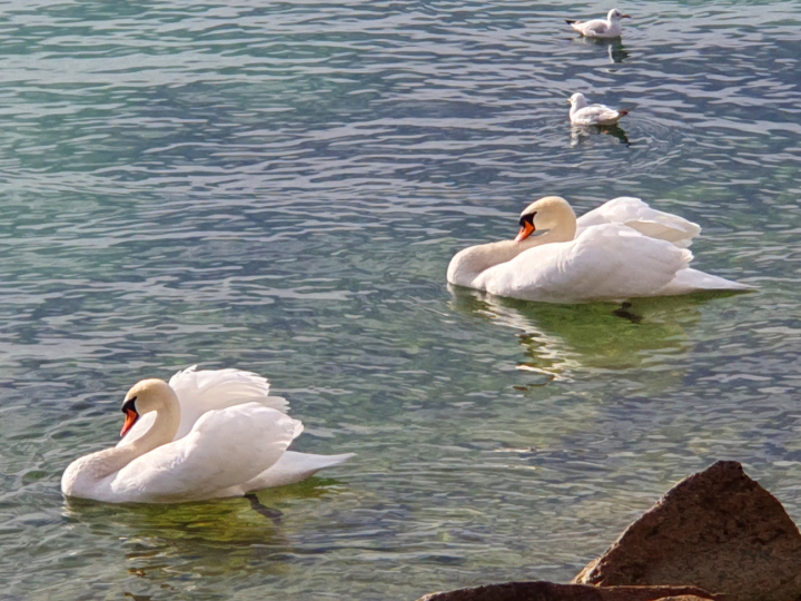 Naturschauspiel: der anmutige Tanz der Schwäne. Foto: Hansjürg Oesch Naturschauspiel: der anmutige Tanz der Schwäne. Foto: Hansjürg Oesch
