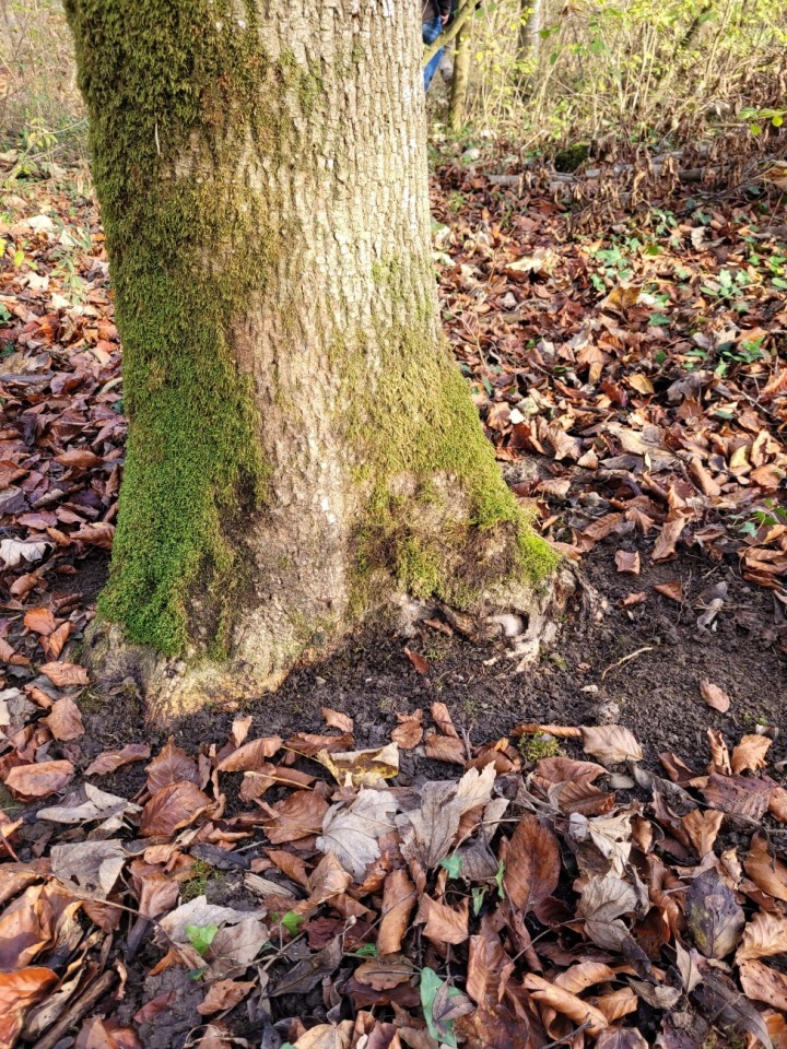 Vom Hallimasch befallener Stammfuss einer kranken Esche. Foto: zVg. Forstamt des Kantons Thurgau