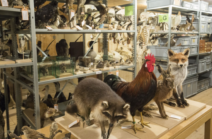 Blick ins Sammlungsdepot. Foto: Naturmuseum Thurgau 