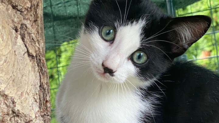 «Pünktli» wartet sehnlichst auf ein neues Zuhause. Foto: Tierschutzverein Romanshorn «Pünktli» wartet sehnlichst auf ein neues Zuhause. Foto: Tierschutzverein Romanshorn