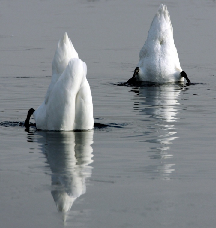 Wasservogel-Exkursion des Vogel- und Naturschutzes Romanshorn und Umgebung. Foto: zVg.