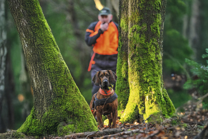 Mit feiner Nase im Einsatz: Ein Jäger und sein Hund im Wald auf Spurensuche. Foto: Jagd Thurgau