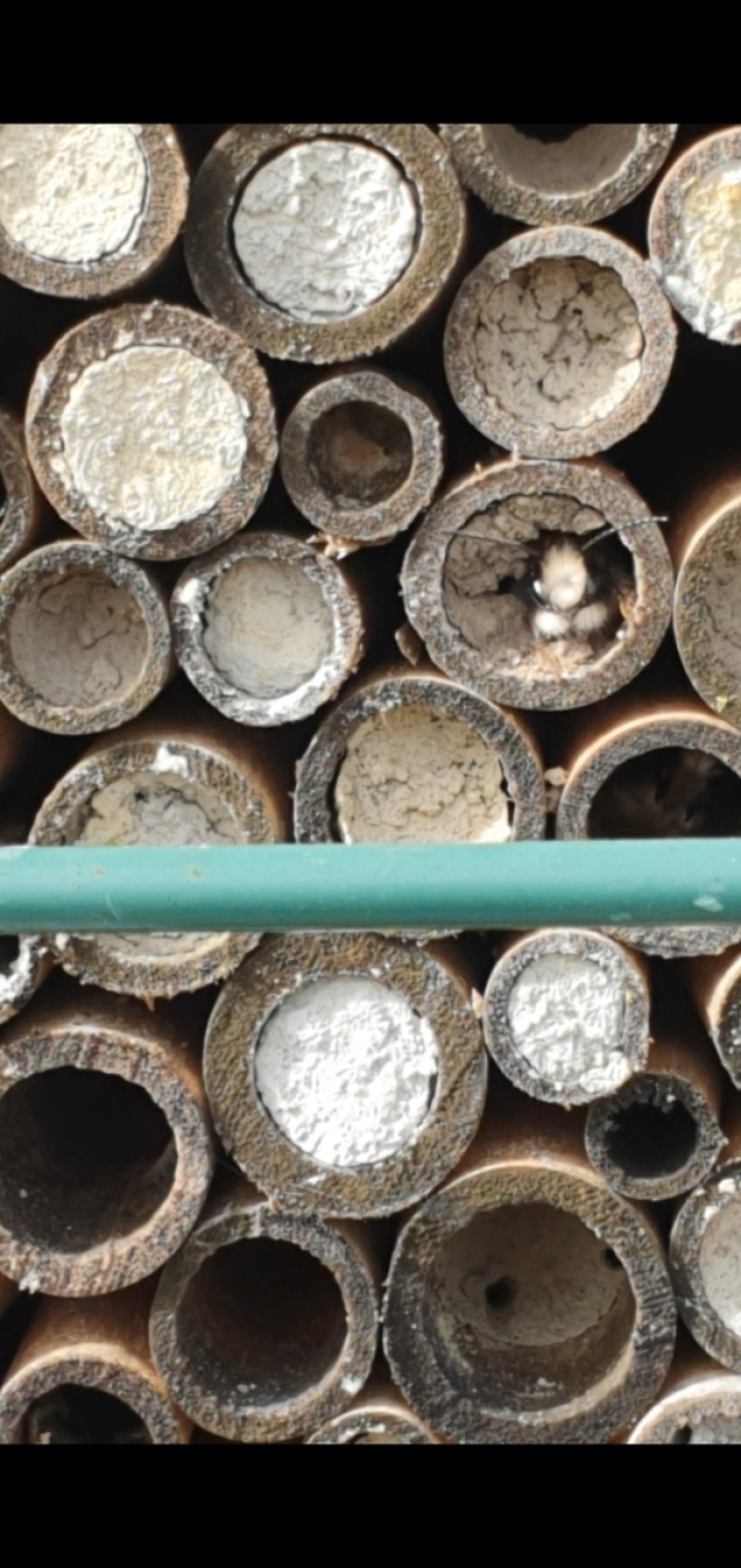 Leserinnenfoto: Wildbiene schlüpft aus Insektenhotel.