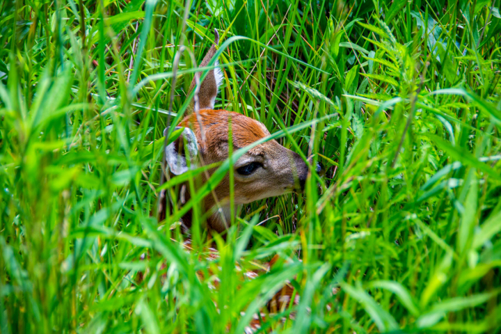 Rehkitze im Gras sind schwer zu erkennen. Foto: Shutterstock