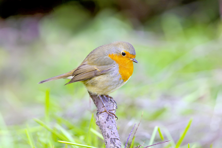 Wer pfeift hier vom Ast? Shutterstock 