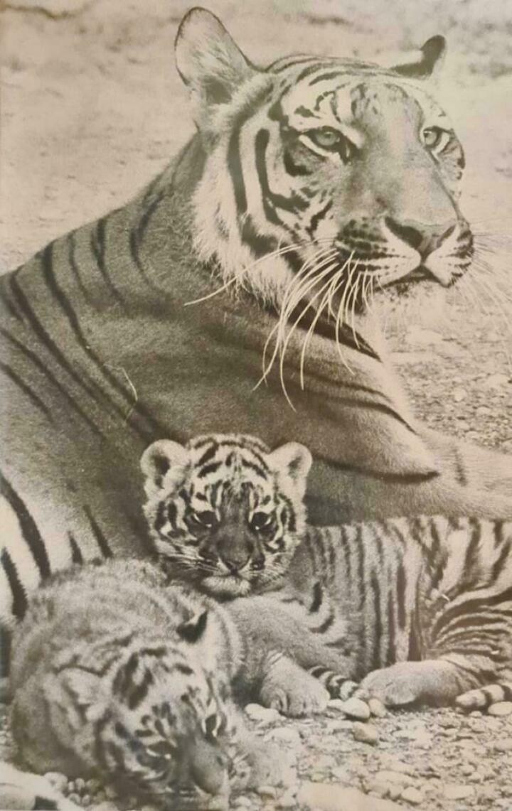 Tiegermutter mit Tigerbabys: Fotos: Familie Künzler