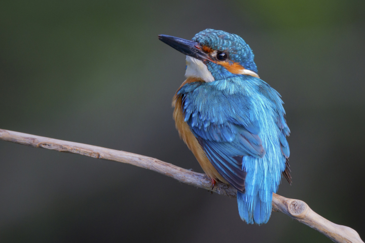 Einer der fünf Kandidaten zur Wahl als Vogel des Jahres 2026 von BirdLife Schweiz ist der Eisvogel. Foto: Beat Rüegger