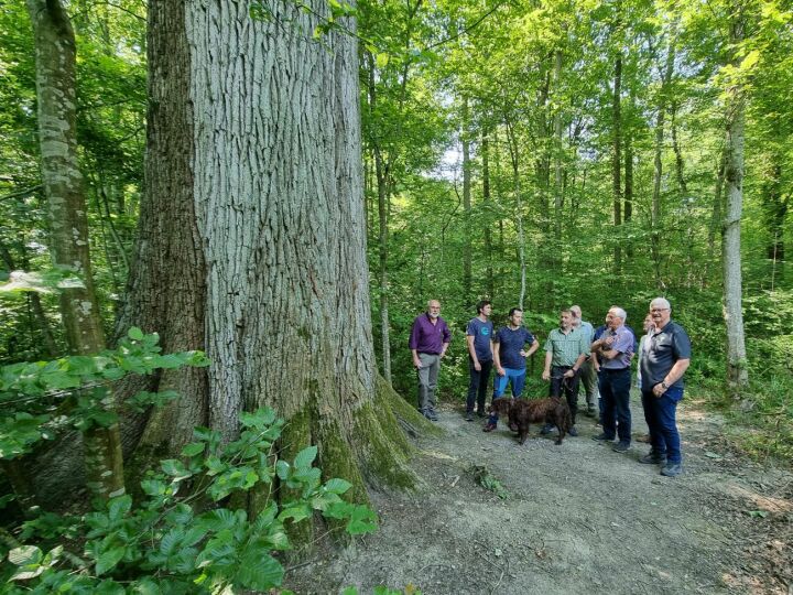Revierförster Daniel Hungerbühler neben der dicksten Eiche im Romanshorner Wald. Fotos: Paul Rienth